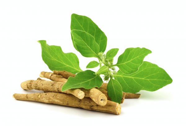 Ashwagandha root with leaves